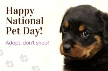(Tiếng Việt) National Pet Day 2024 bán gì: Tips bán POD và Dropshipping